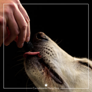 CBD - PET CARE