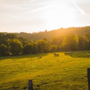 Chimp Management Retreats
