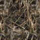 Realtree Max-7