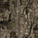 Realtree Timber