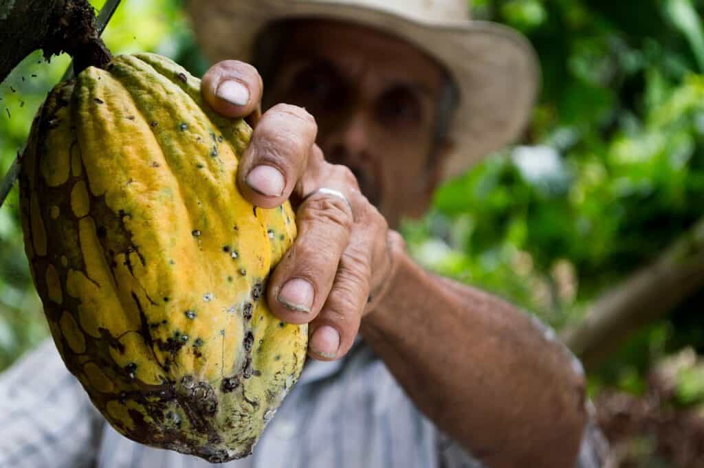 cei mai mari producători de cacao din lume
