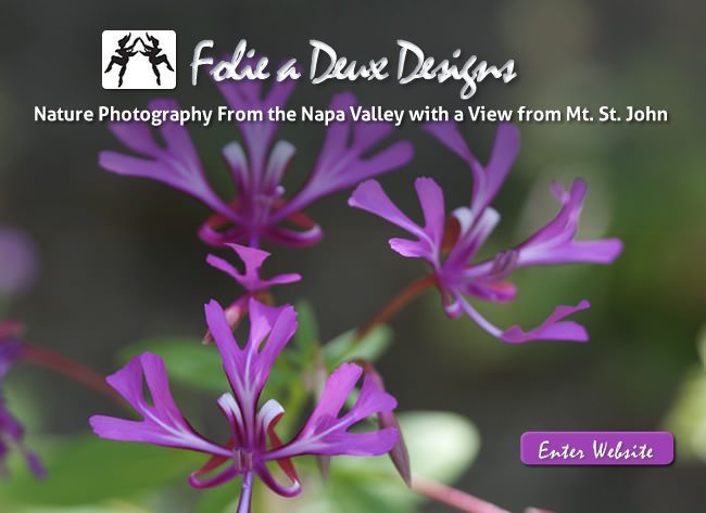 Folie a Deux Designs Website Design