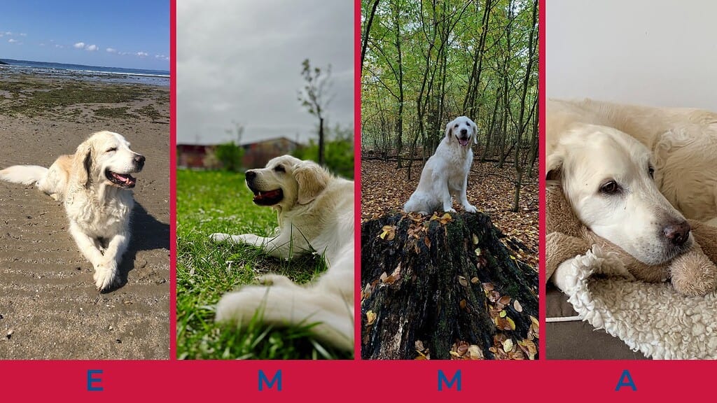 Man sieht vier Bilder von einem Unternehmerhund namens Emma.