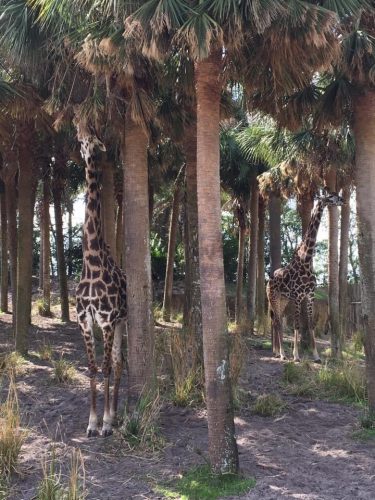 Kilimanjaro Safaris 