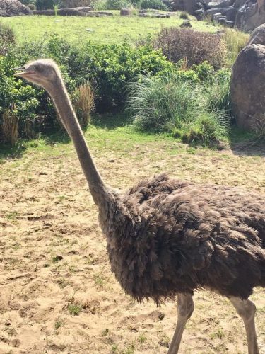 Celebrating the Anniversary of Kilimanjaro Safaris 5