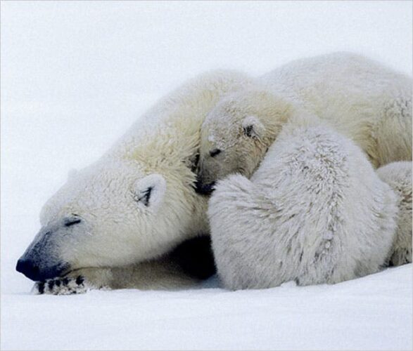 5 Nature Documentaries to Watch on Disney+ to Celebrate Earth Month! 1