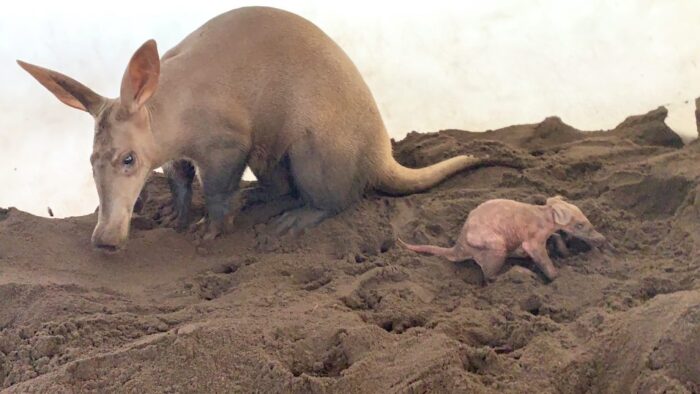 A is for Aardvark: Meet the Cutest New Arrival at Disney's Animal Kingdom! 1
