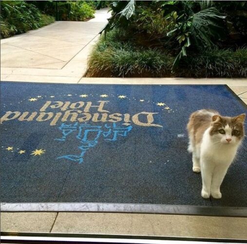 Disneyland Cats