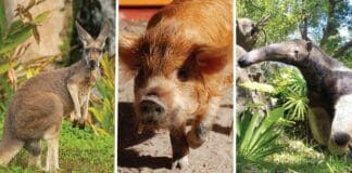 secret animals