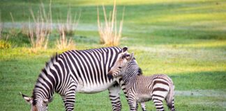 Baby Animals