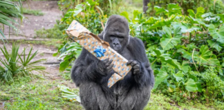Enrichment Activities