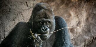 Disney Conservation