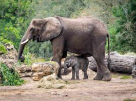elephant