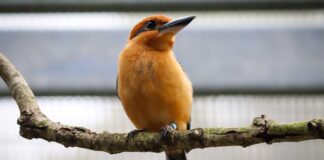 Guam Kingfisher
