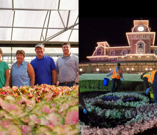Disney World