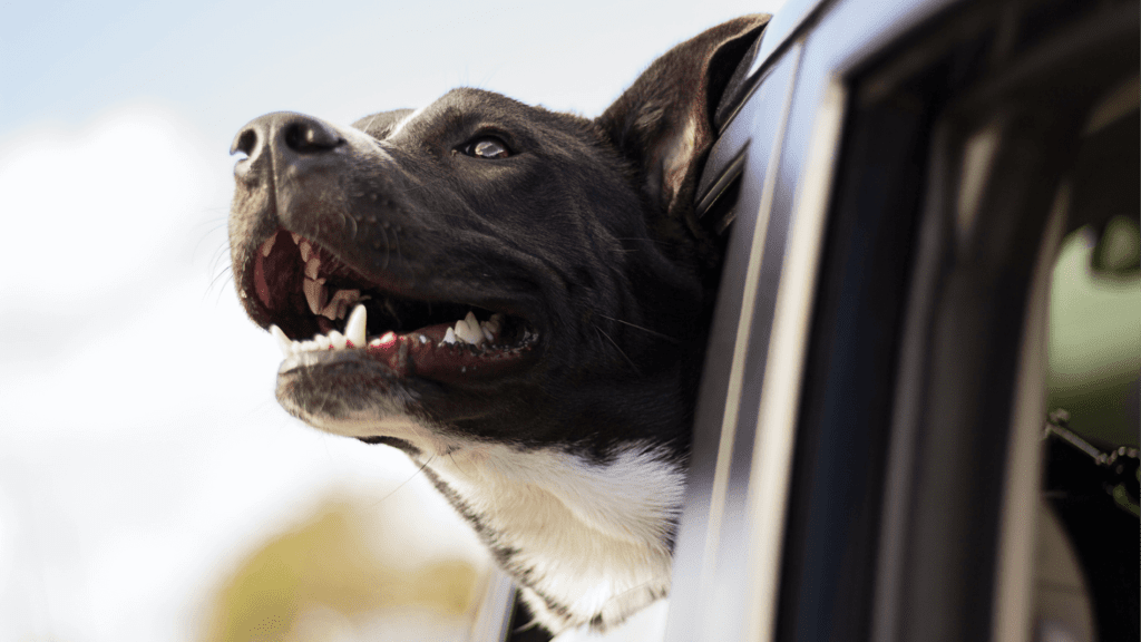 A delightful black and white canine on a DogTrek adventure, joyously sticking its head out of the car window to relish in the invigorating breeze, ready for an unforgettable day filled with tail-wagging fun. - Dogtrekker
