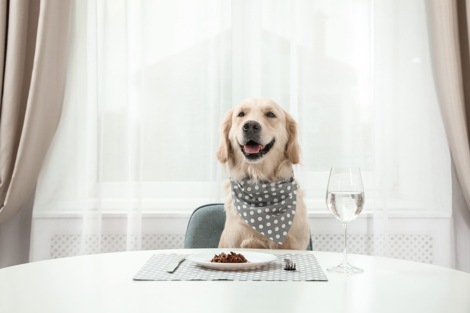 Cute funny dog sitting at served dining table indoors