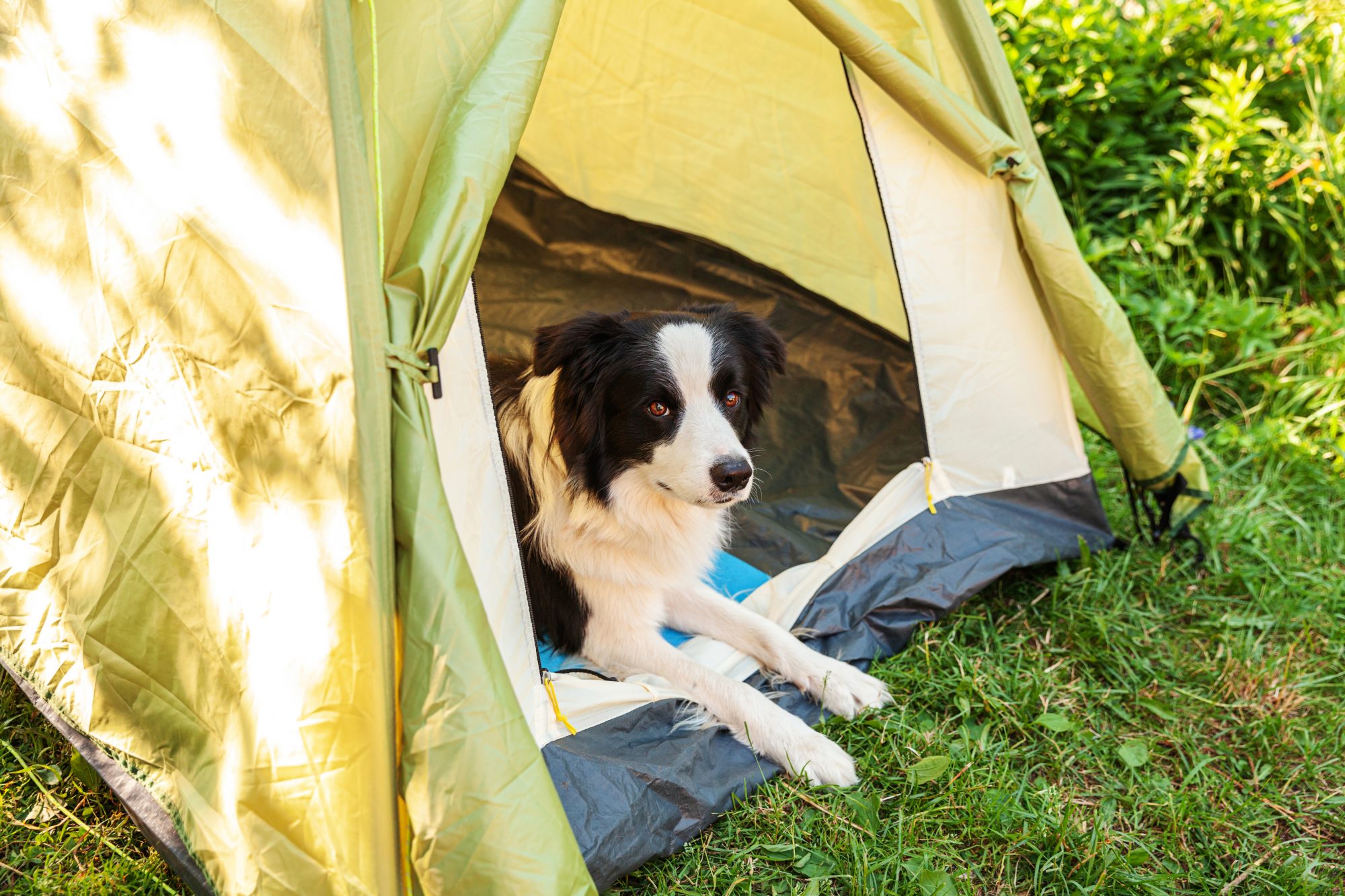 Border collie in tent at campground