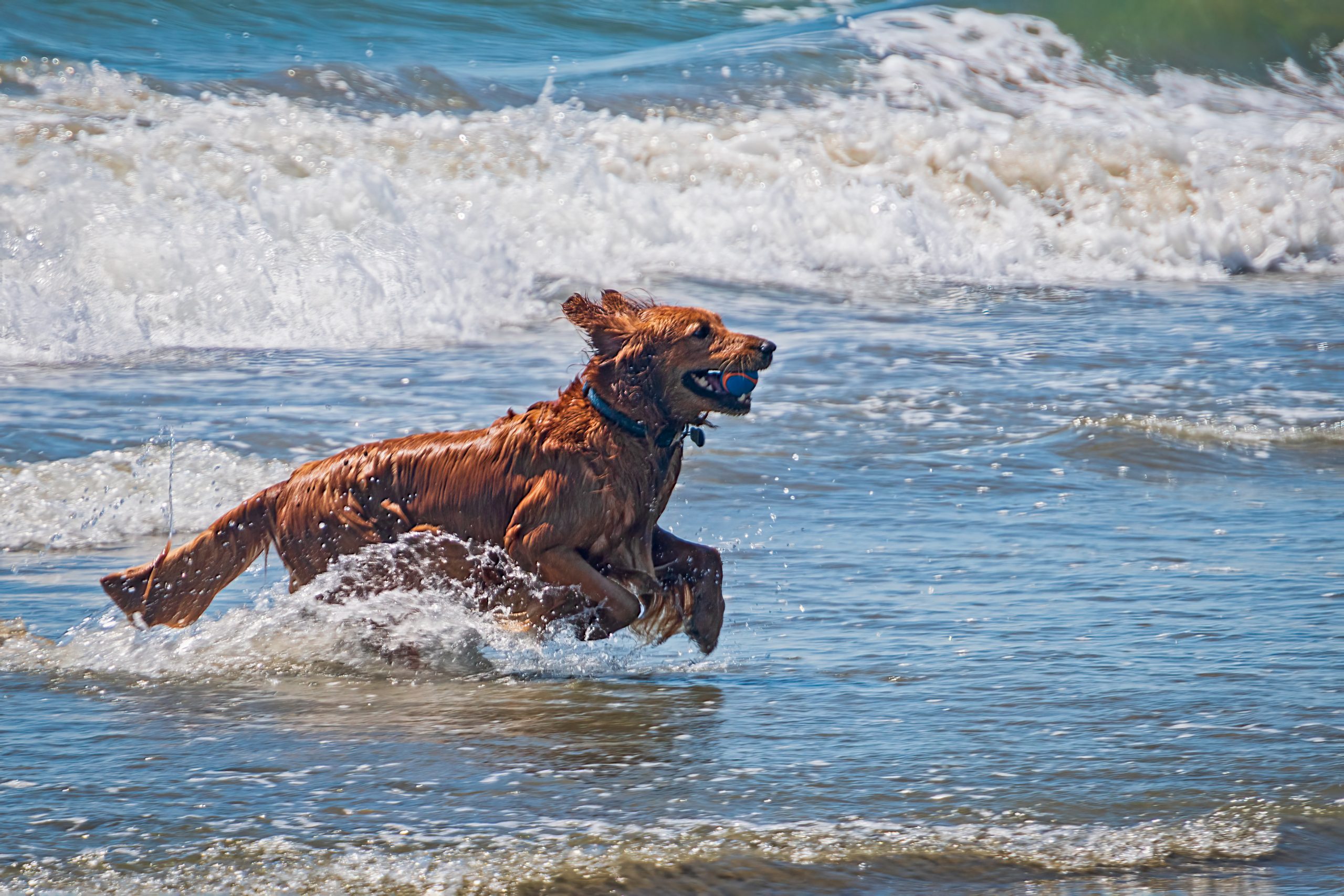 Dog running through the ocean waves.