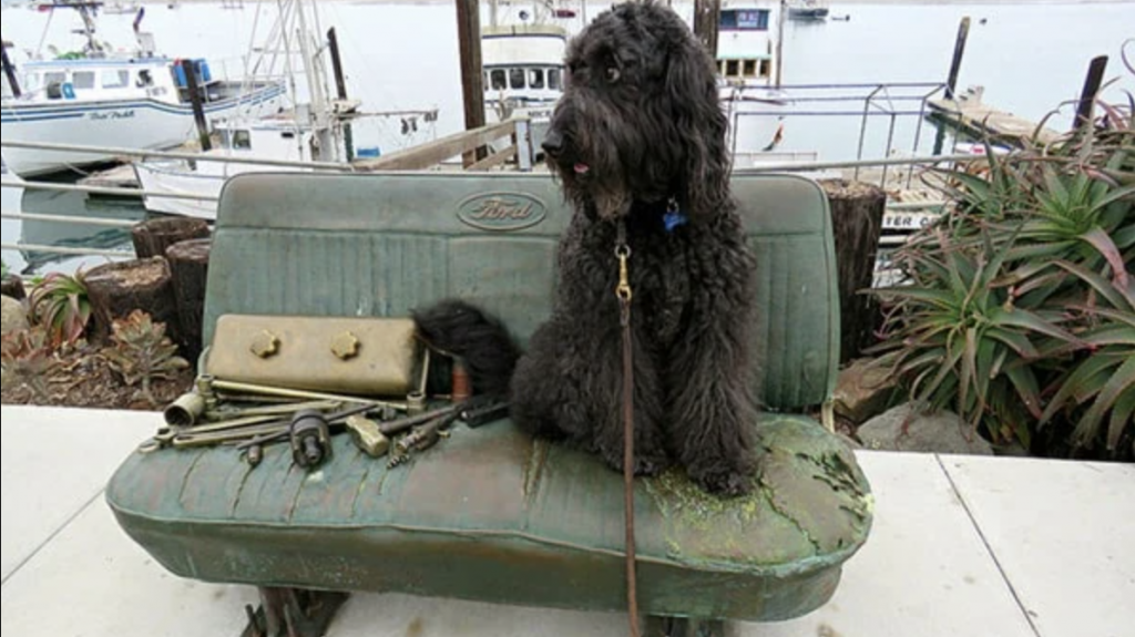 Dog on bench with old tools.