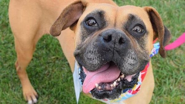 Happy dog at California Labradors, Retrievers and More Rescue