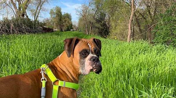Dog on beautiful trail in Pleasant Hill
