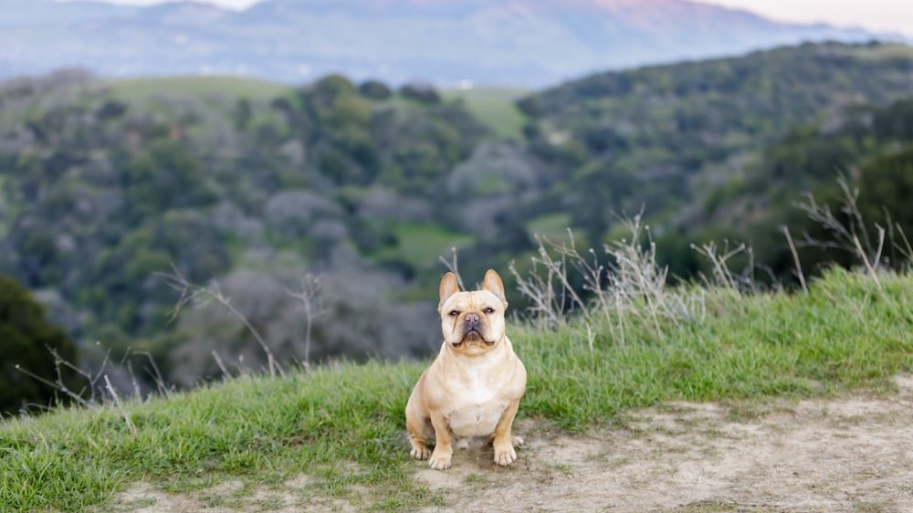Frenchie sitting and looking at camera with Mt Diablo in the background. Briones Regional Park, Contra Costa County, California, USA.