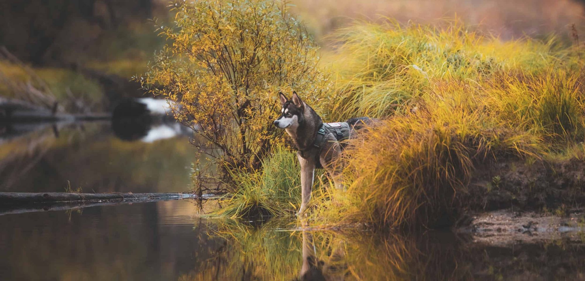 Yes, you can take dogs to Yosemite