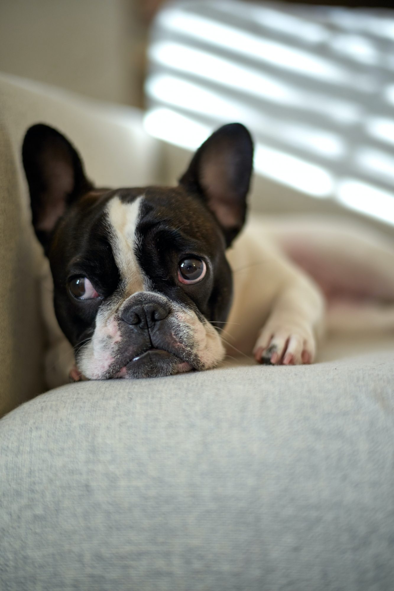French Bulldog