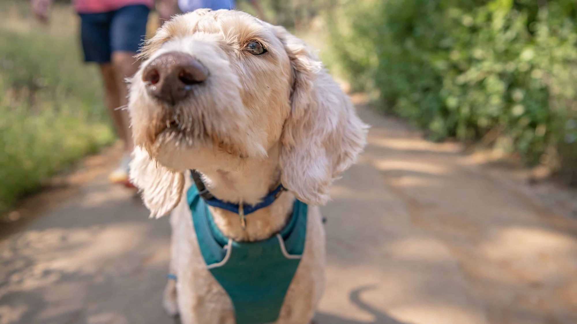 Dog in park on a walk