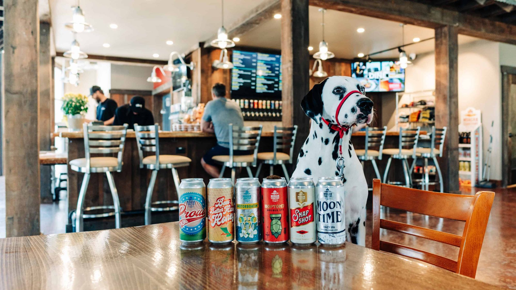 Dalmation dog with beer cans at Morgan Territory Brewing.