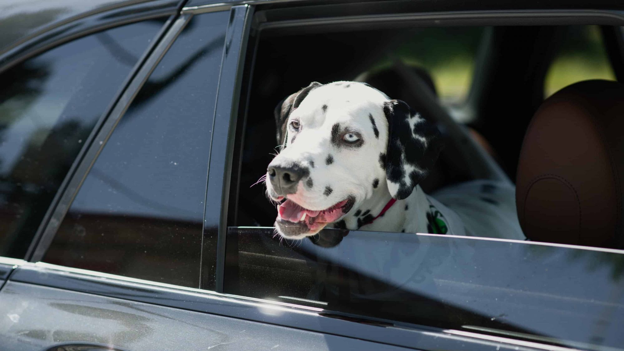 dalmation peeking out window of an SUV