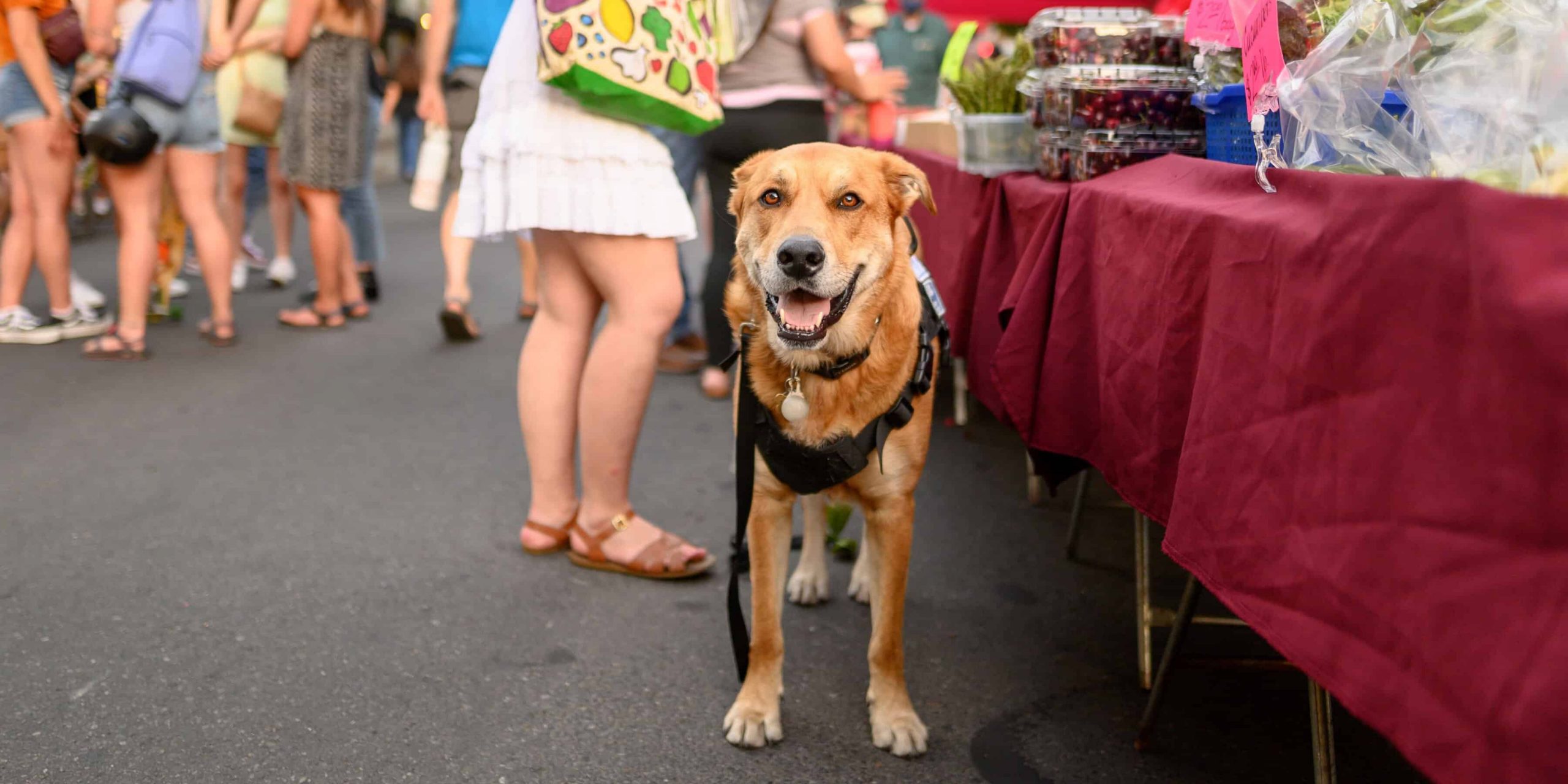 Butte County farmers market with dog