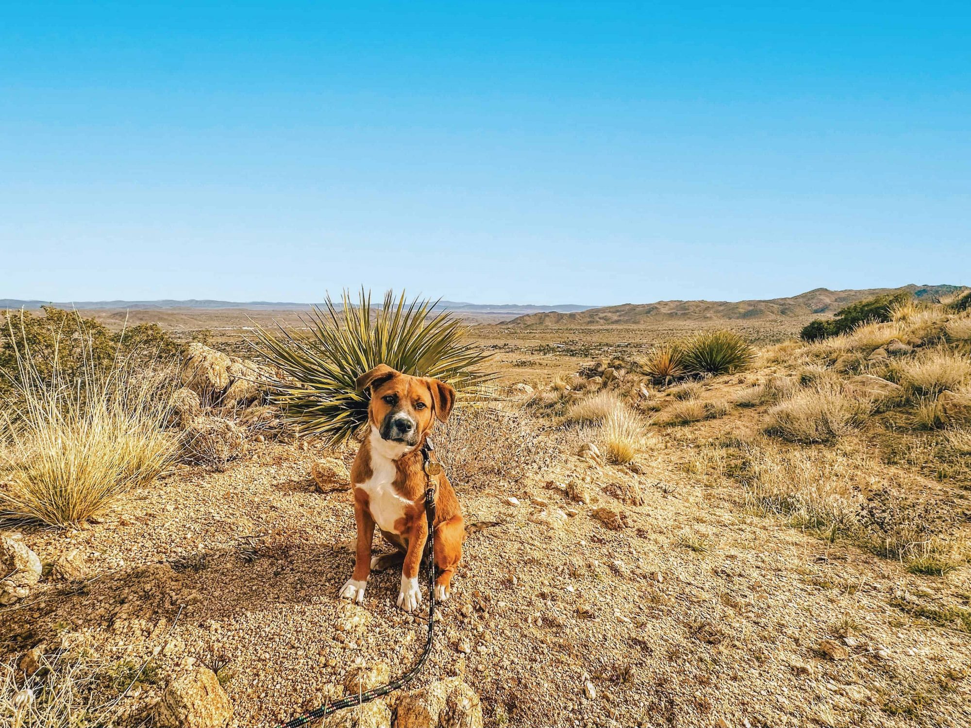 Maggie dog in the desert.