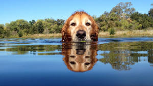 Sammy