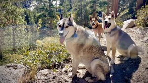 Three dogs with dense, pale fur rest and stand along a packed dirt path in the forest north of Bishop. Sun shines between high conifer branches, casting dappled light onto the trail. The dogs face forward, alert among low bushes and scattered granite rocks where leashes aren't required.
