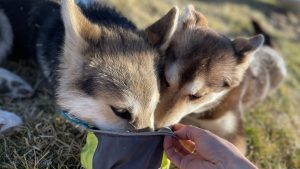 Dogs waterbowl