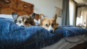 Two welsh corgi pembroke dogs lying down in a big hotel bed