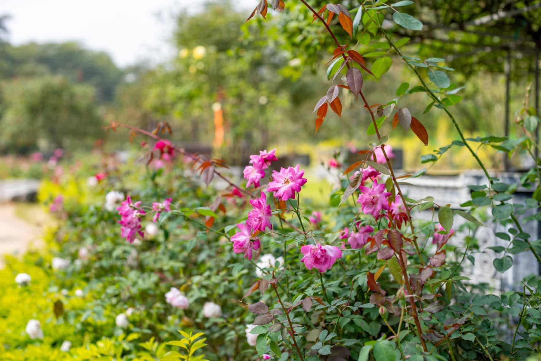 Vườn hồng của Xuyến