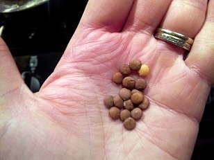 Handful of red lentils