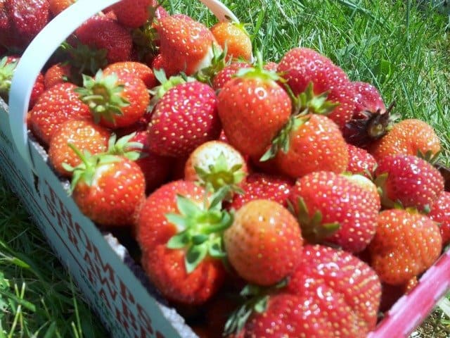 Fresh Strawberries