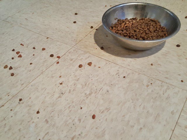 Cat Food all over the floor