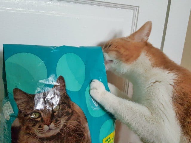 Excited to dig into the IAMS dry cat food