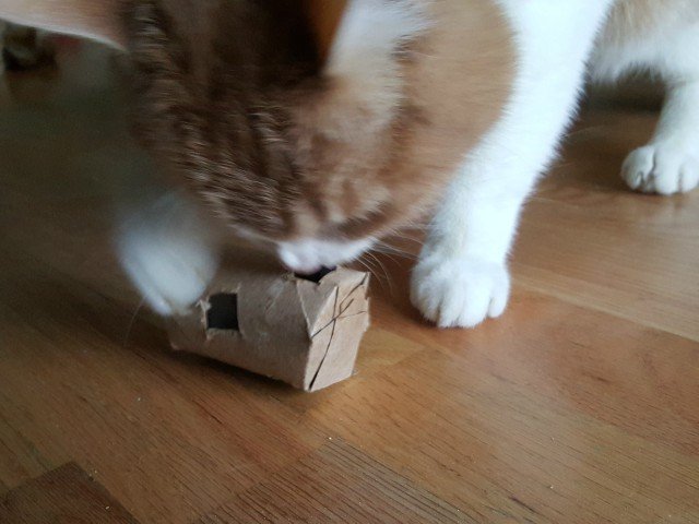 Meow loves the DIY cat treat dispenser