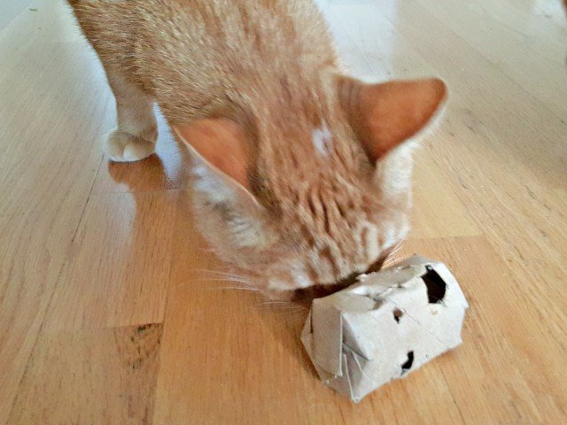 Roar loves his DIY cat treat dispenser too
