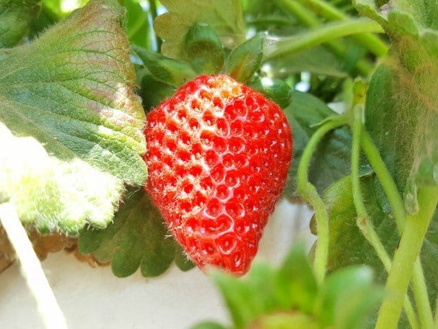 Fresh strawberry on the vine