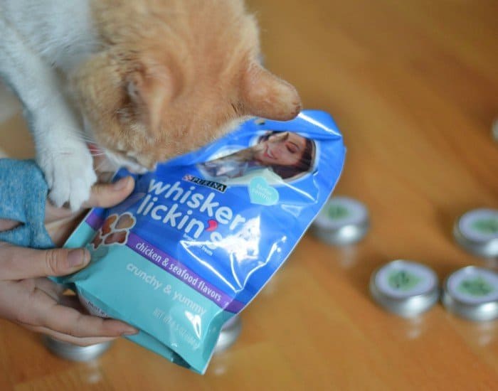 Meow wants cat treats