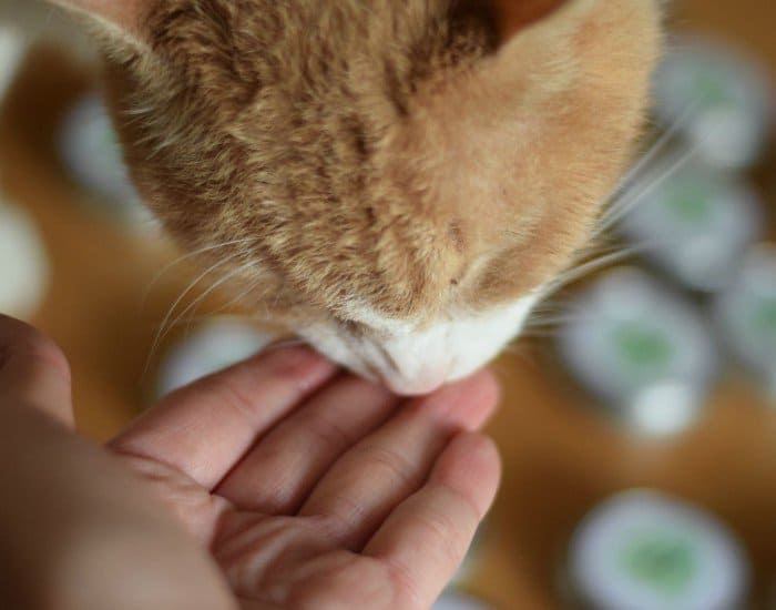 Sneaking cat treats