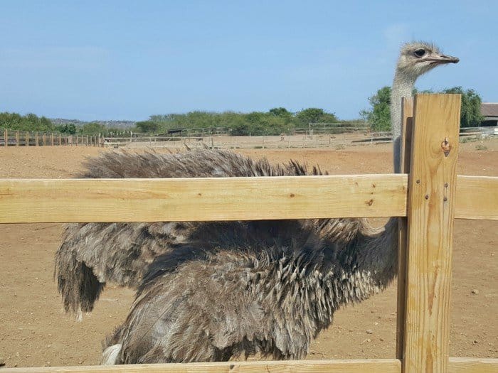Ostriches at the Curacao farm