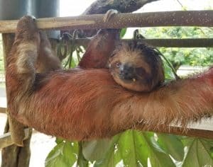 Sloth at Victor Bodden animal sanctuary